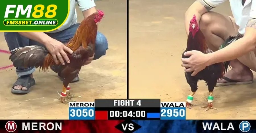 Đá Gà Cựa Dao WS168 Fm88 - Xem Live Sắc Nét, An Toàn Đá Gà Cựa Dao WS168 Fm88 - Xem Live Sắc Nét, An Toàn